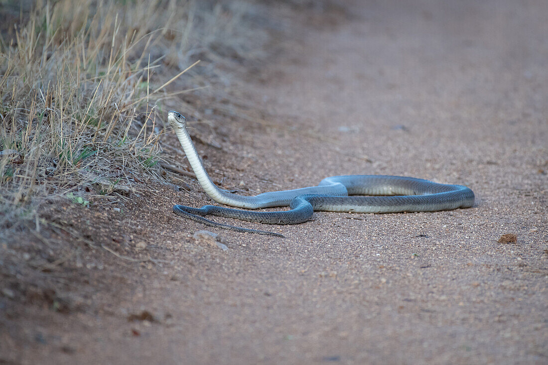 Black Mamba, Dendroaspis polylepis, coiled on the road