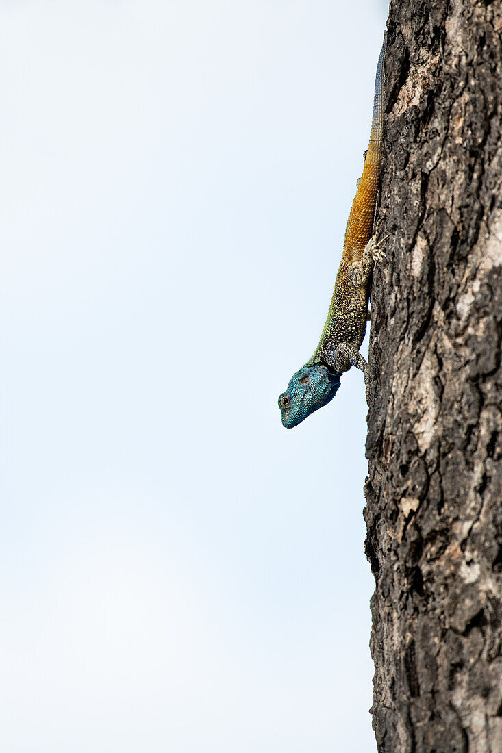 Blauköpfige Baumagama, Acanthocercus gregorii, auf einem Baumstamm