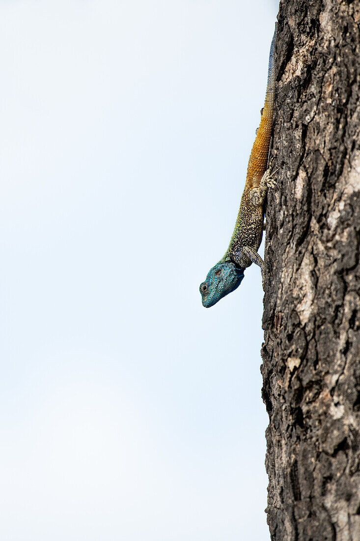 Blue Headed Tree Agama, Acanthocercus gregorii, on a tree trunk