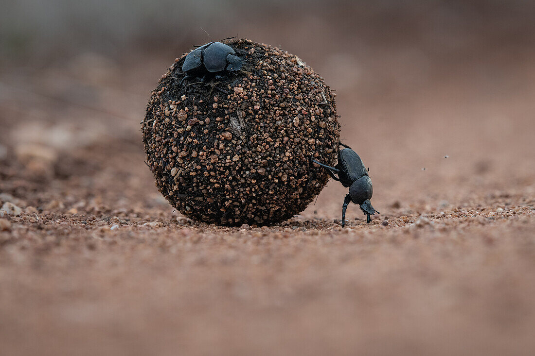 Mistkäfer, Scarabaeus Zambesianus, rollen einen Mistball