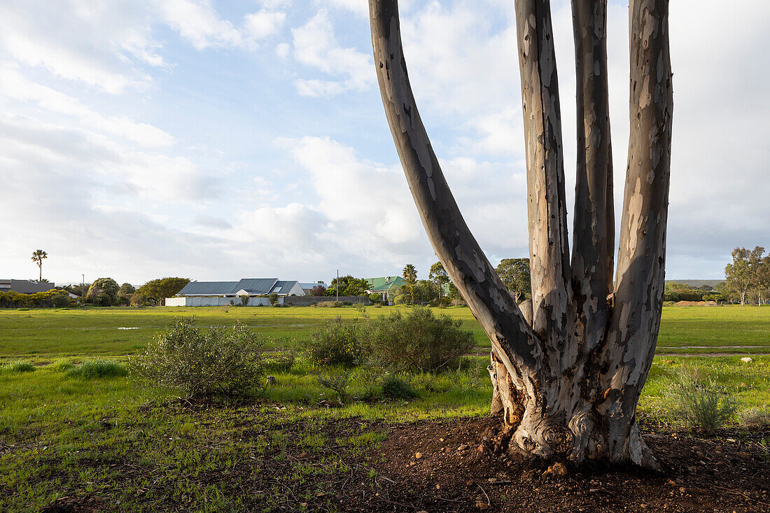 Nature reserve and walking trail, a divided bare tree trunk, four stems, and view over open ground, Stanford, South Africa