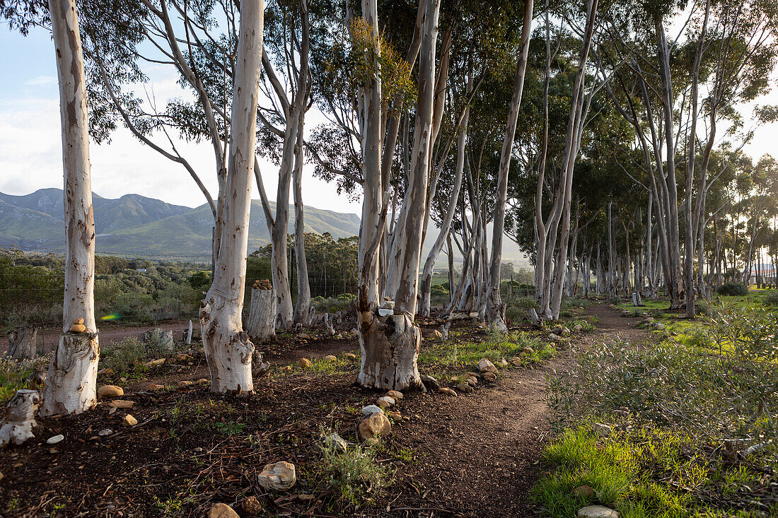 Nature reserve and walking trail, a path through mature blue gum trees and a mountain view, early morning, Stanford Walking Trail, South Africa