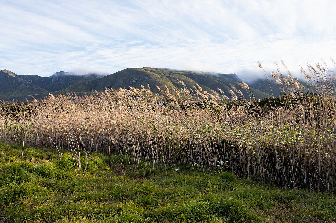 Landschaft in flacher Ebene und Blick auf die Klein Mountains, Stanford, Südafrika