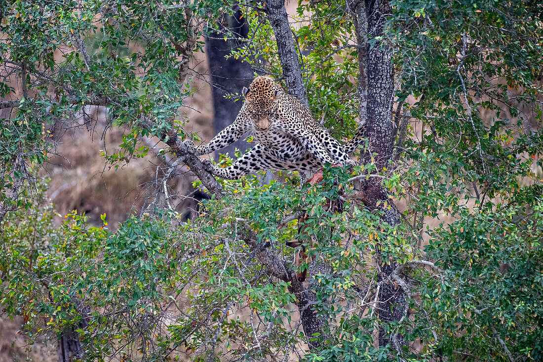 Ein Leopard, Panthera pardus, steht über einem erlegten Tier in einem Baum und schaut es direkt an