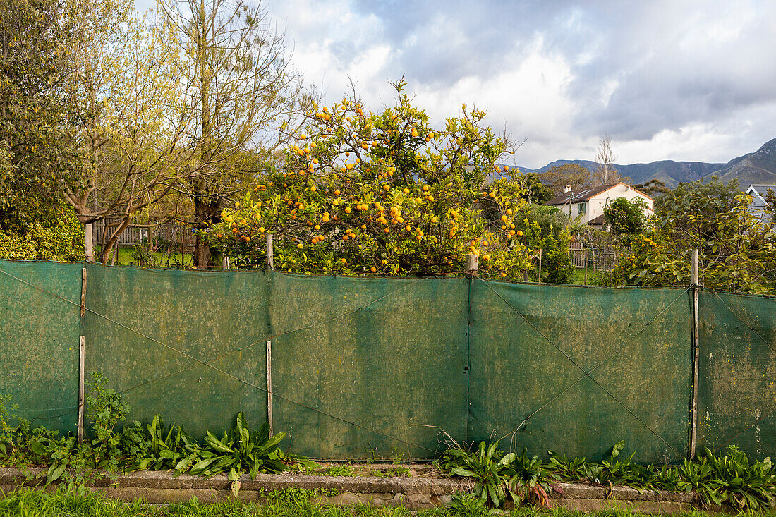 Orange fruits on a fruit tree in an orchard, Stanford, South Africa