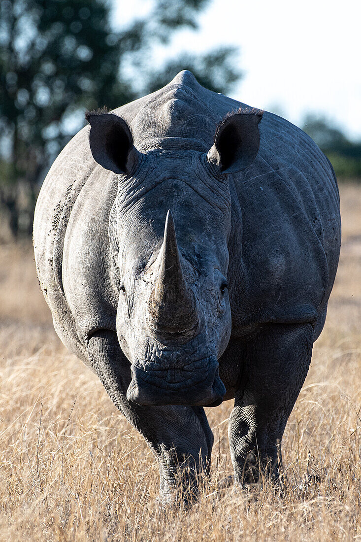 Ein weißes Nashorn, Ceratotherium Simum, steht in einer Lichtung, direkter Blick