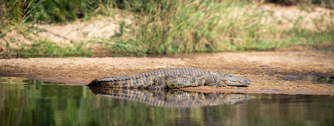 A nile crocodile, Crocodylus niloticus, basks on the ege of a river