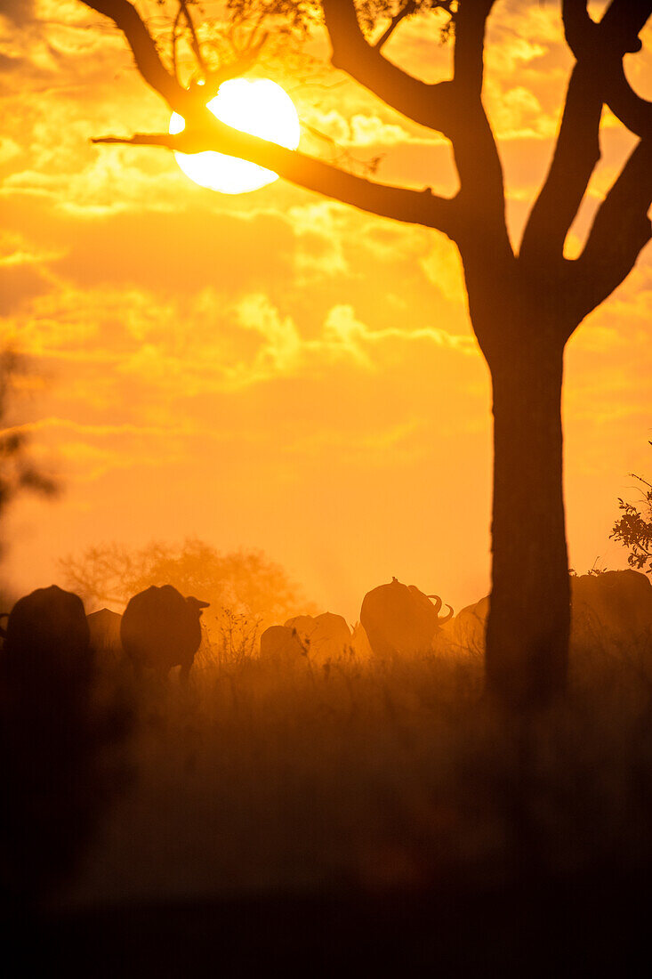 Eine Herde Büffel, Syncerus caffer, geht als Silhouette in den Sonnenuntergang