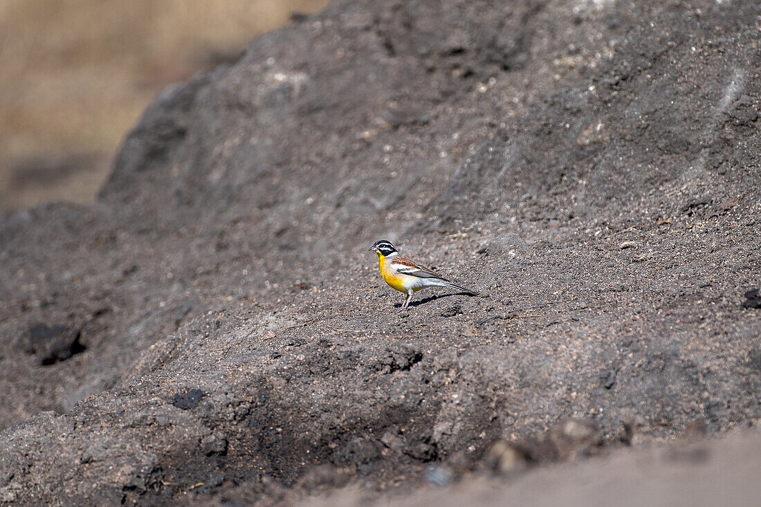 A golden breasted bunting, Emberiza flaviventris, stands on soil