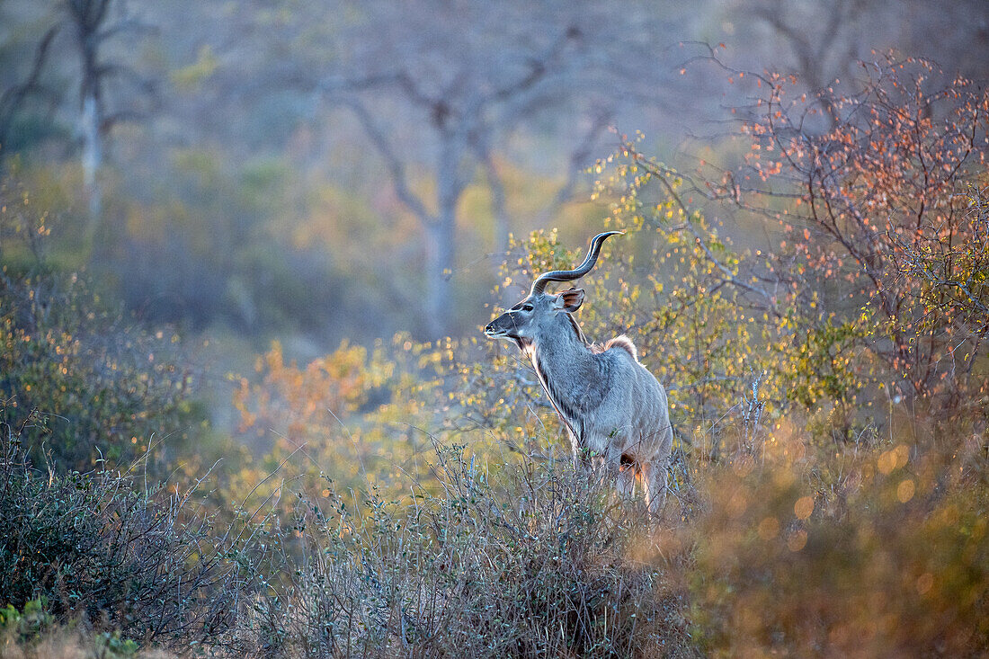 Ein Kudu-Stier, Tragelaphus strepsiceros, steht inmitten einer herbstfarbenen Vegetation