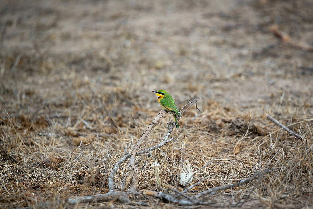 A little bee-eater bird, Merops pusillus, perches on a dead branch.