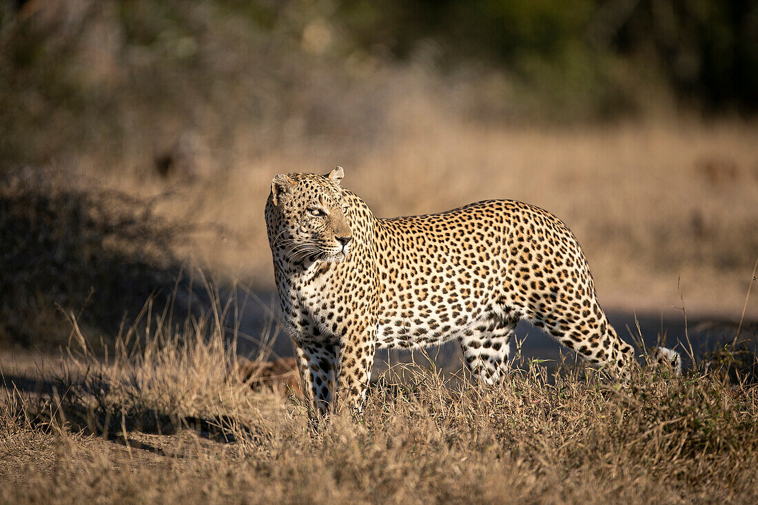 A male leopard, Panthera pardus, walks in dry short grass, looking over shoulder in sunlight.