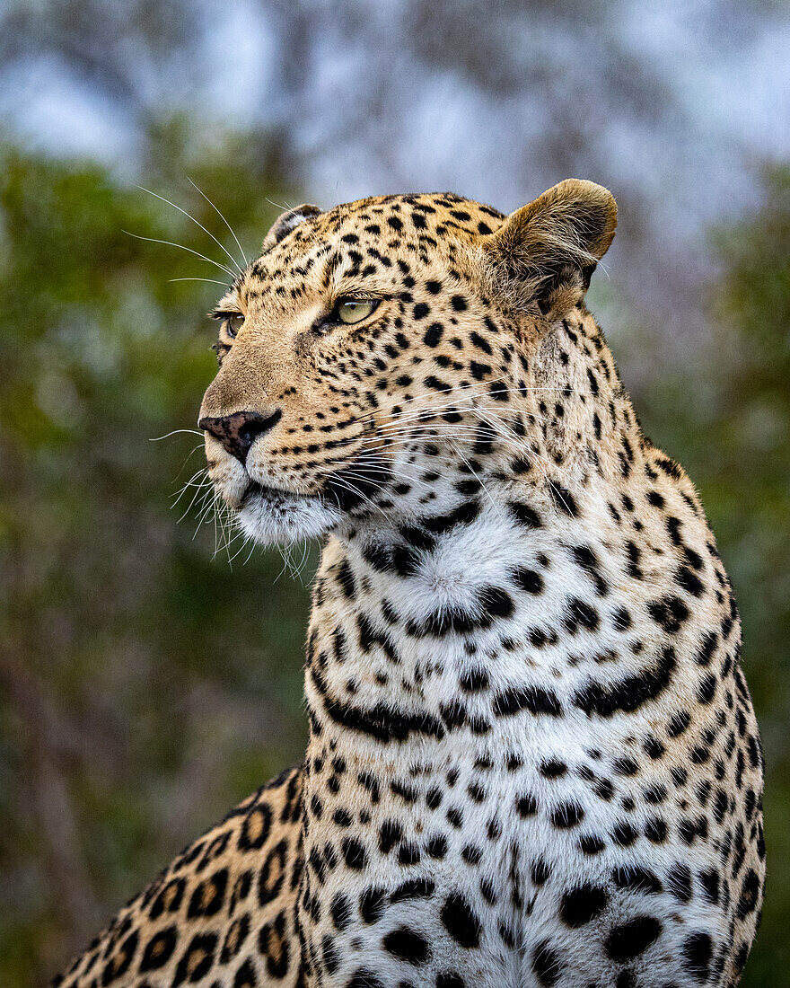 A portrait of a female leopard, Panthera pardus, looking out of frame