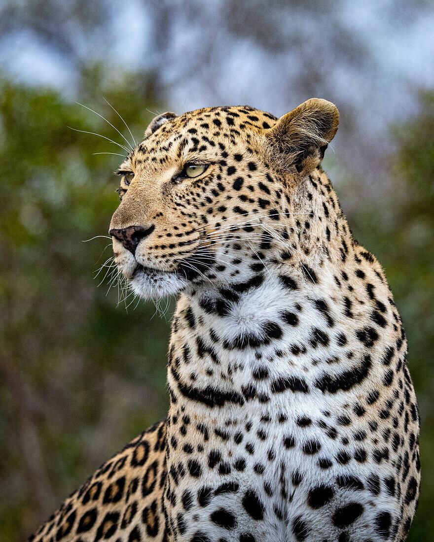 Ein Porträt eines weiblichen Leoparden, Panthera Pardus, der aus dem Rahmen schaut