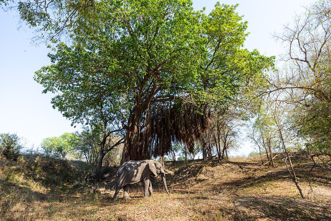 Ein Elefant, Loxodonta africana, steht unter einem Baum