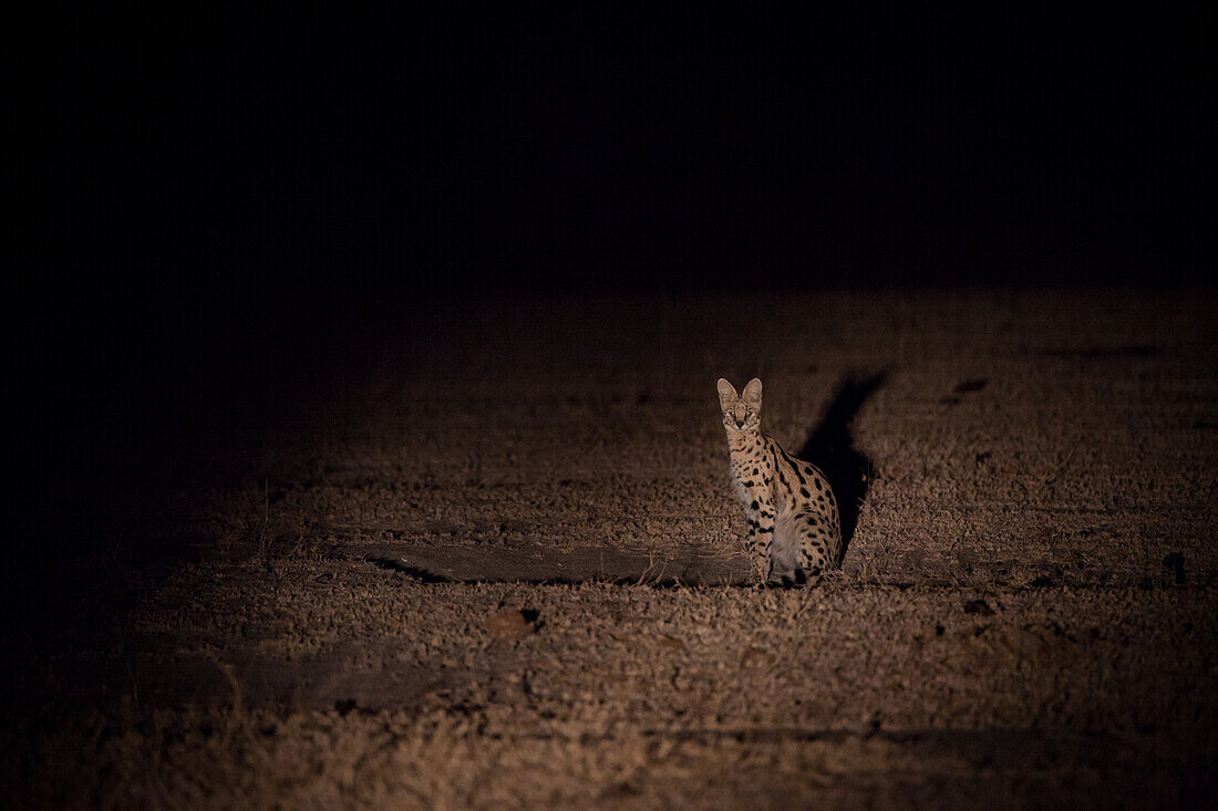A serval, Leptailurus serval, sits in a clearing at night, lit up by spotlight
