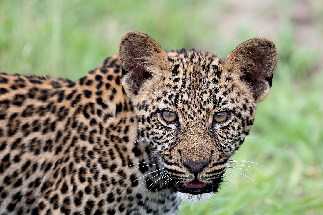 Ein Leoparden-Jungtier, Panthera Pardus, direkter Blick