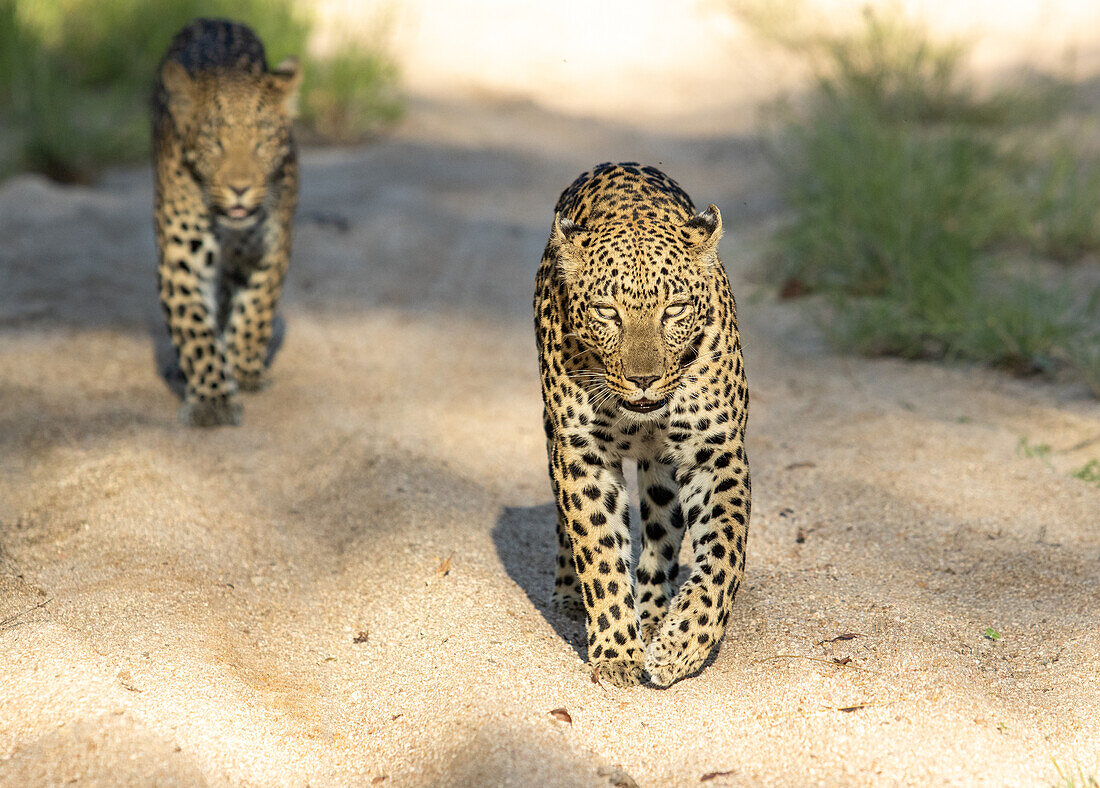 Two leopards, Panthera pardus, walk down a gravel road together