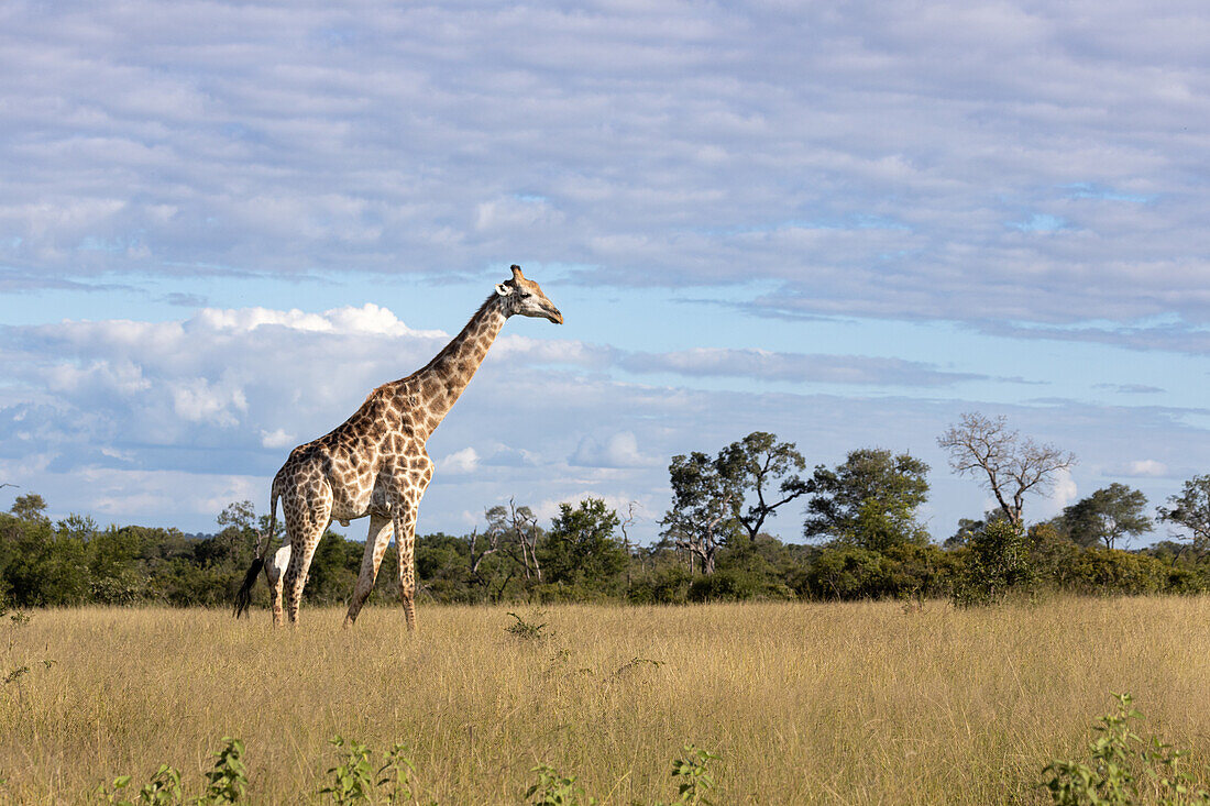 Eine Giraffe, Giraffe Giraffa Camelopardalis, steht im offenen Raum.