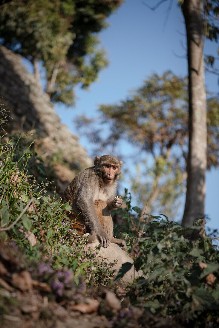 Affe beim Gorkha Palast, Nepal, Himalaya, Asien