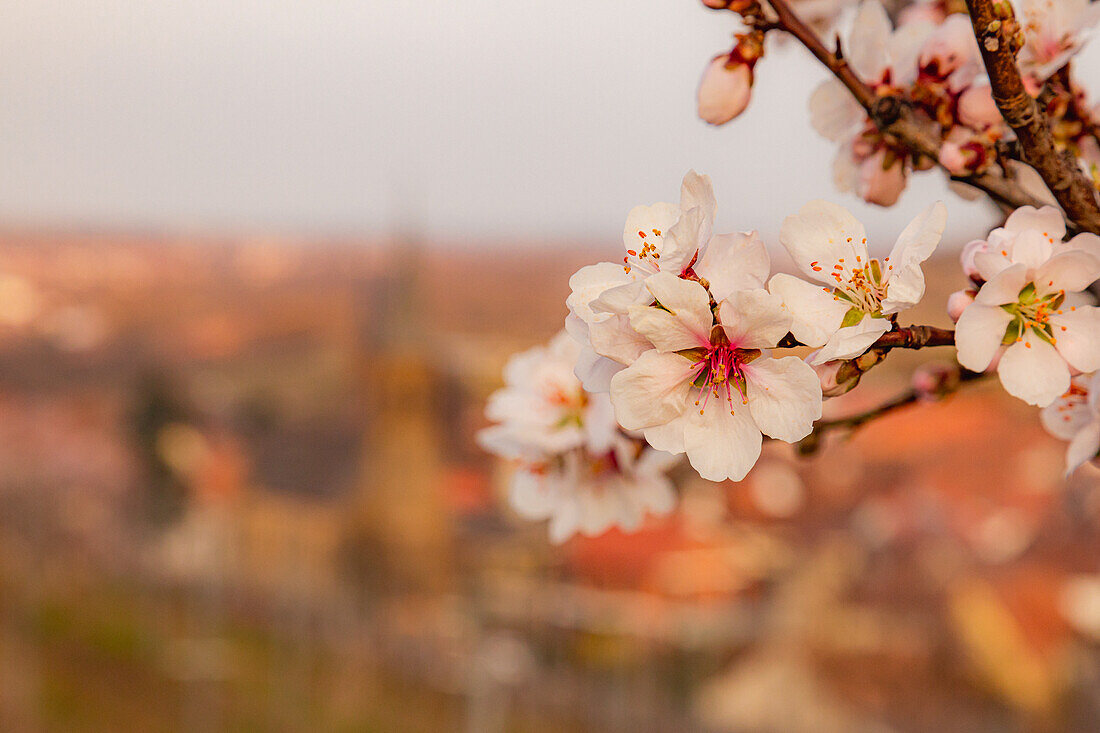 Almond blossom in close-up, Palatinate Mande Trail, Birkweiler, Southwest Palatinate, Rhineland-Palatinate, Germany, Europe