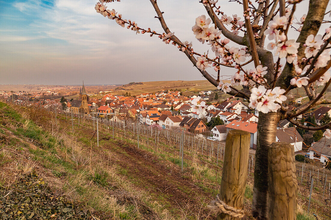 Blick auf Birkweiler, im Vordergrund ein Mandelbäumchen, Deutsche Weinstrasse, Pfälzer Mandelweg, Südwestpfalz, Rheinland-Pfalz, Deutschland, Europa