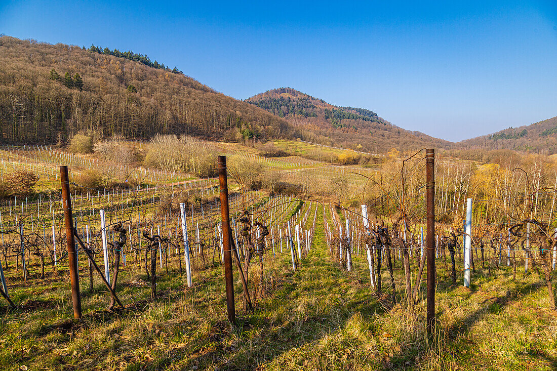 Blick auf den Pfälzerwald, im Vordergrund sieht man Weinreben, Birkweiler, Südwestpfalz, Rheinland-Pfalz, Deutschland, Europa