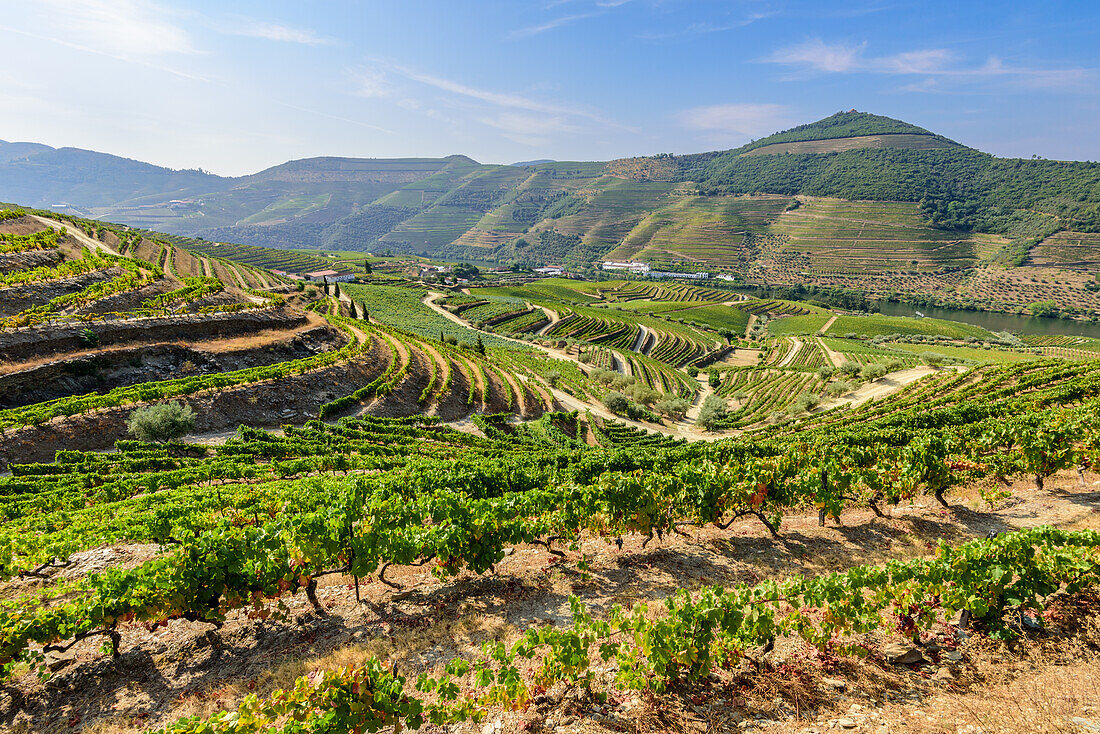 Douro Valley with vineyards in the Alto Douro wine region near Pinhao, Portugal
