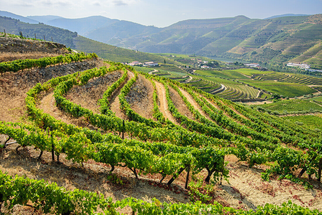 Douro-Tal mit Weingärten im Weinbaugebiet Alto Douro bei Pinhao, Portugal