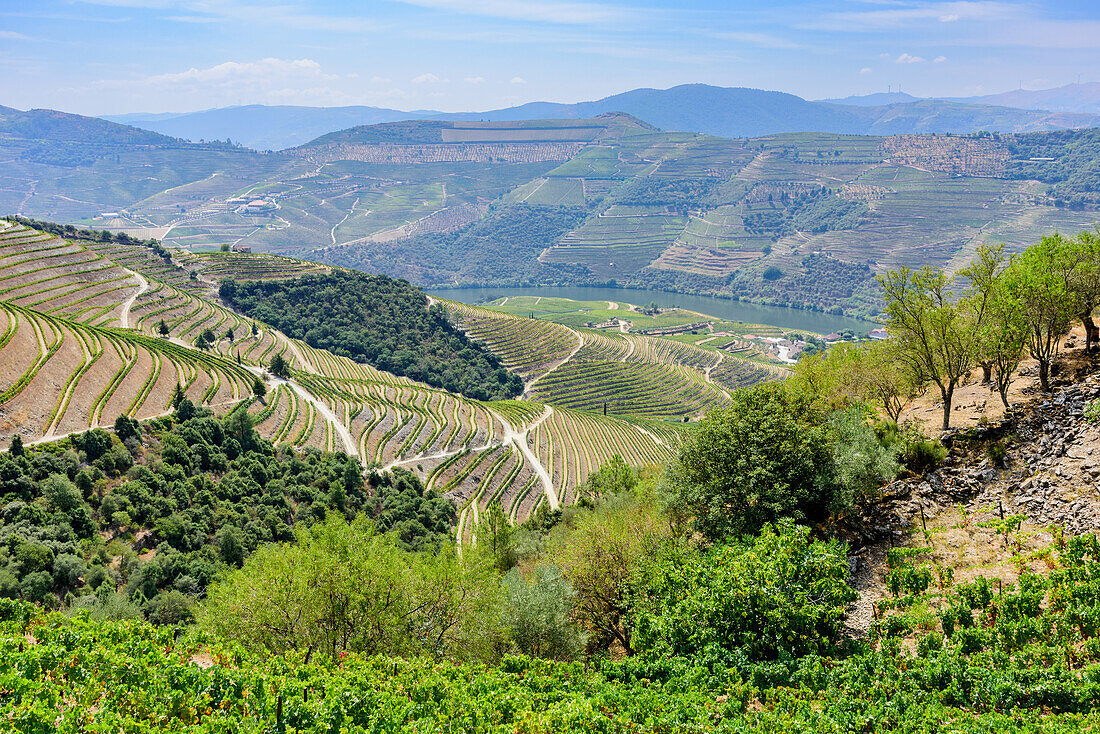 Weingärten im Weinbaugebiet Alto Douro bei Pinhao, Portugal