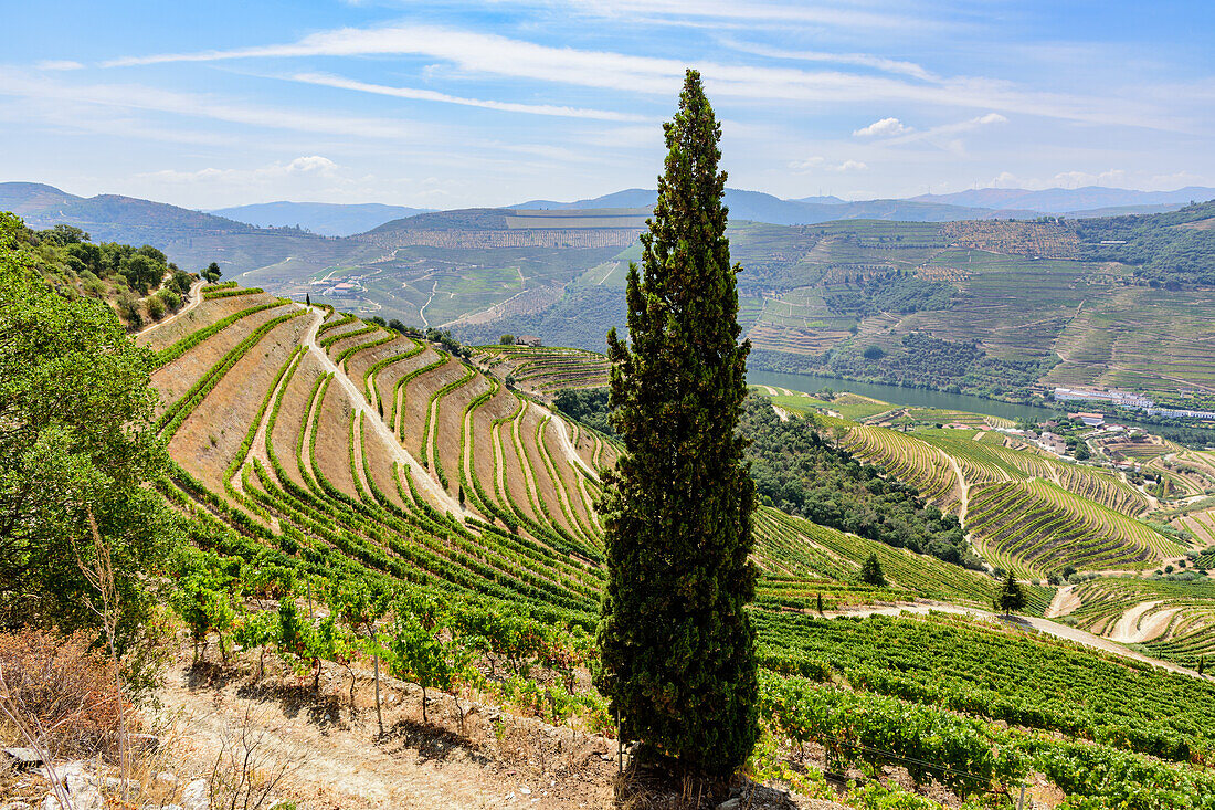 Douro-Tal mit Weingärten im Weinbaugebiet Alto Douro bei Pinhao, Portugal