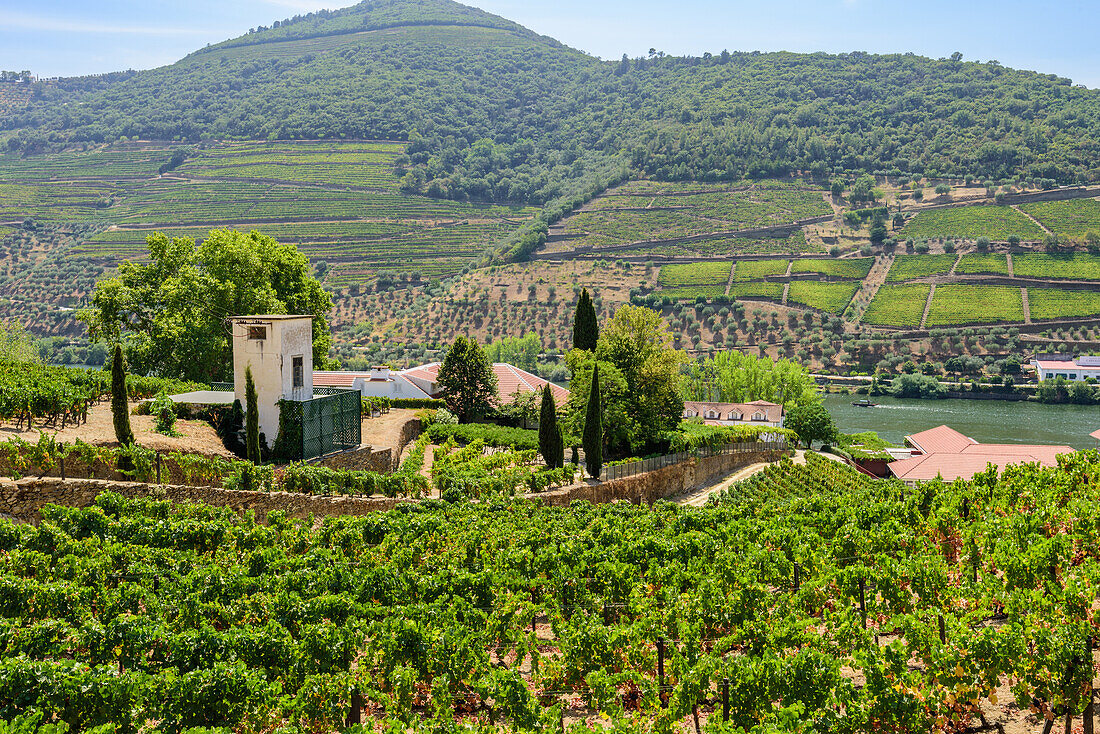 Douro-Tal mit Weingärten im Weinbaugebiet Alto Douro bei Pinhao, Portugal