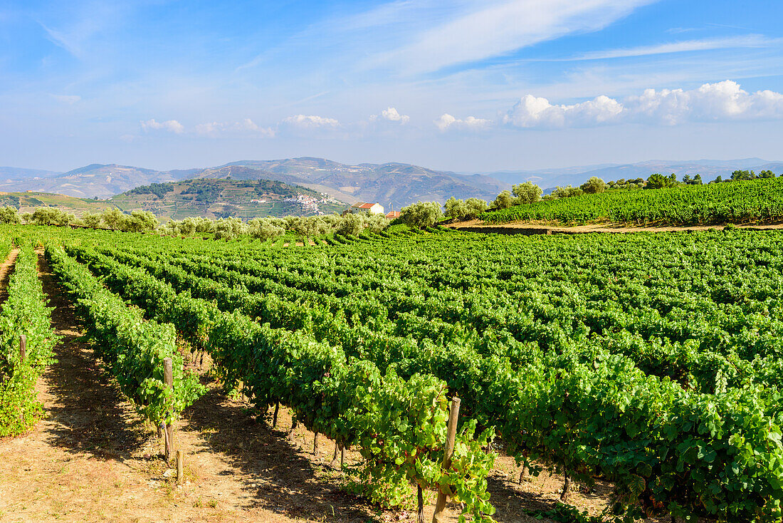 Weingärten im Weinbaugebiet Alto Douro bei Pinhao, Portugal