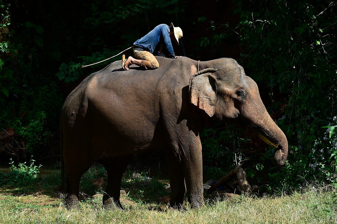 Elefanten genießen die Freiheit und den natürlichen Lebensraum von Elephant Valley, Sen Monorom, Provinz Mondolkiri, Kambodscha, Südostasien.