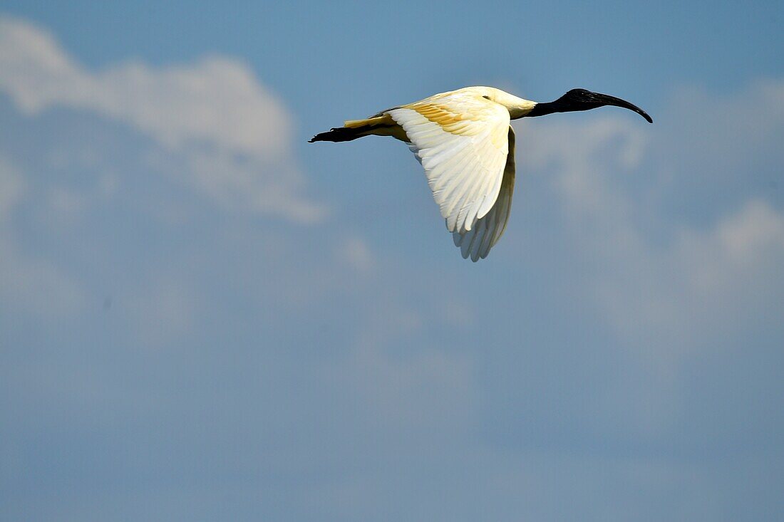 Schwarzkopf-Ibis, Heiligtum Prek Toal, Tonle Sap See, Kambodscha, Südostasien.