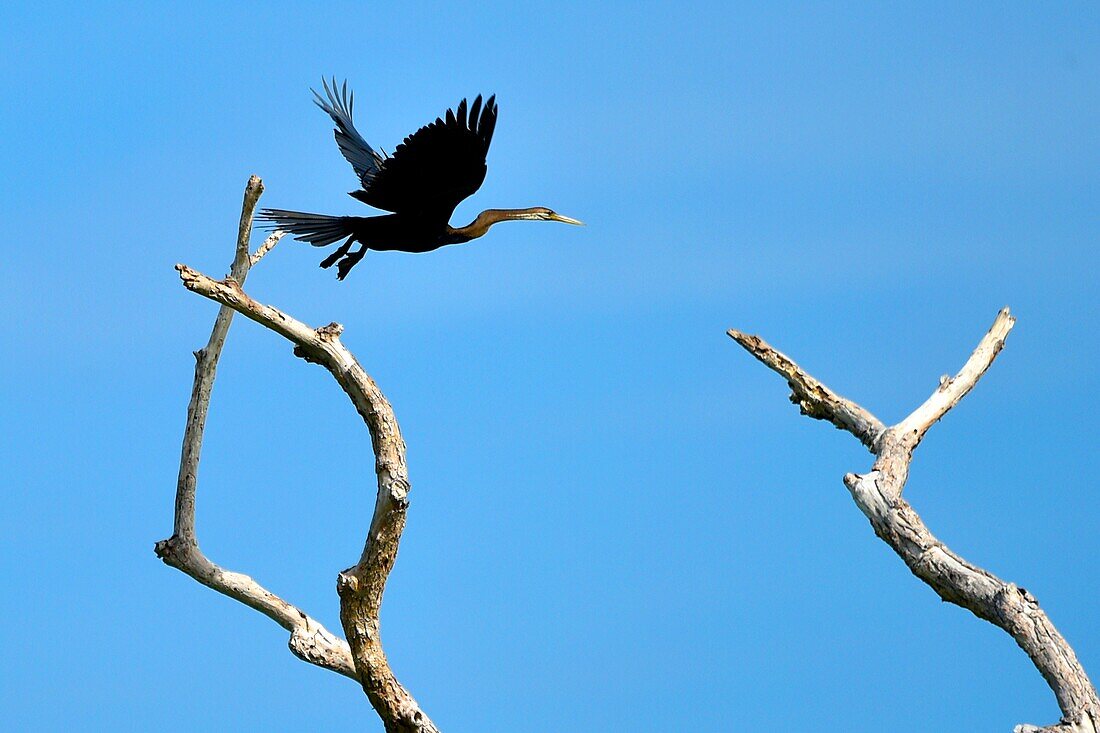 Glossy Ibis in flight,Prek Toal,Tonle Sap,Cambodia,South east Asia.