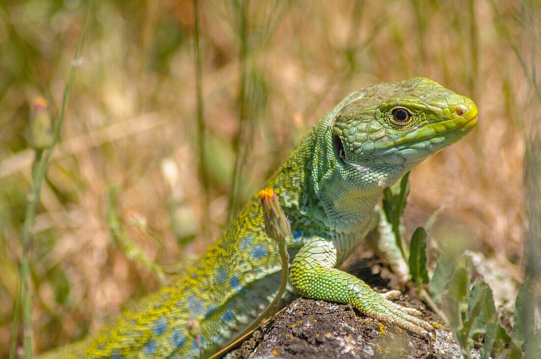 Timon lepidus, Ocellated Lizard, Squamata, Reptilien, Lacertidae, Valdelacasa, Salamanca, Castilla y Leon, Spanien.