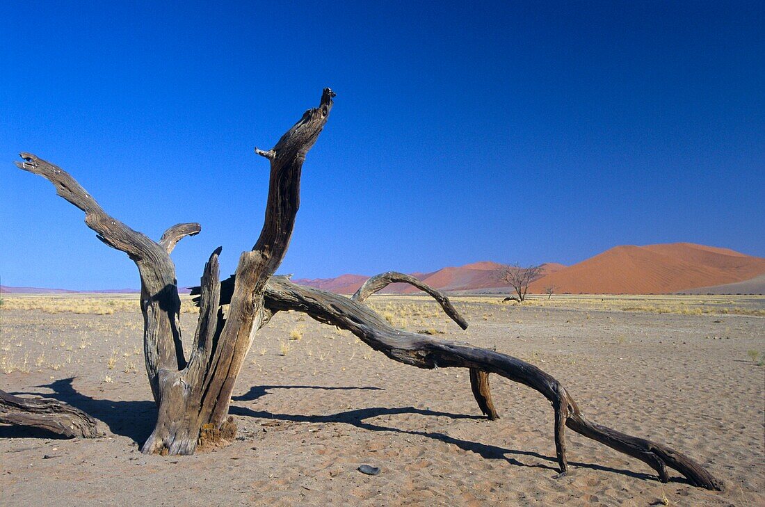Namibia, Namib-Naukluft-Nationalpark, Sesriem, in der Nähe von Düne 45, tote Akazie