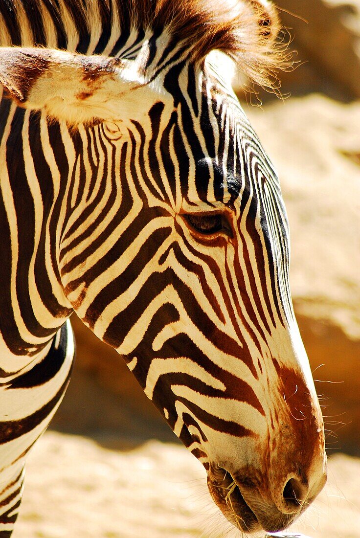 Die Streifen eines Zebras.