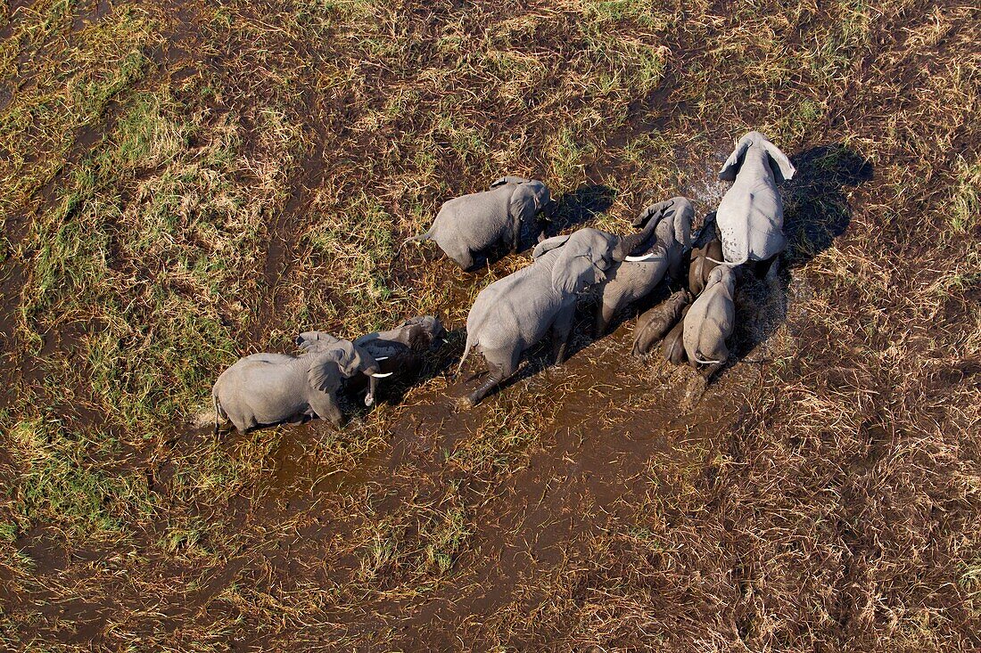 Afrikanische Elefanten (Loxodonta africana), im Süßwassersumpf, Luftaufnahme, Okavango Delta, Botswana. Das Okavango Delta ist die Heimat einer reichen Vielfalt an Wildtieren. Elefanten, Büffel, Flusspferde, Impalas, Zebras, Letschwe und Gnus sind nur einige der großen Säugetiere, die in Hülle und Fülle zu finden sind und Raubtiere wie Löwen, Leoparden, afrikanische Wildhunde, Geparden und Krokodile anziehen. Die größten Konzentrationen an Wildtieren findet man während des regenlosen Winters, wenn das Delta eine der wenigen Wasserquellen in der Region ist.