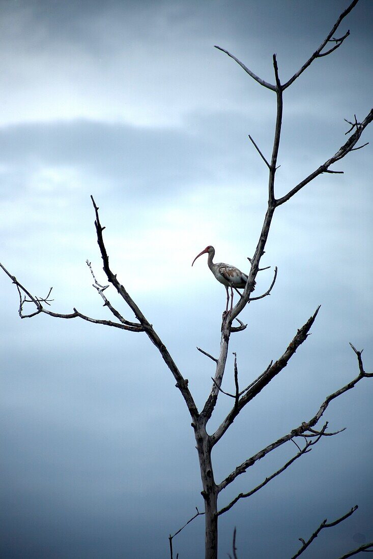 A bird perchs on a tree branch in Yucatan,Mexico,June 21,2009.