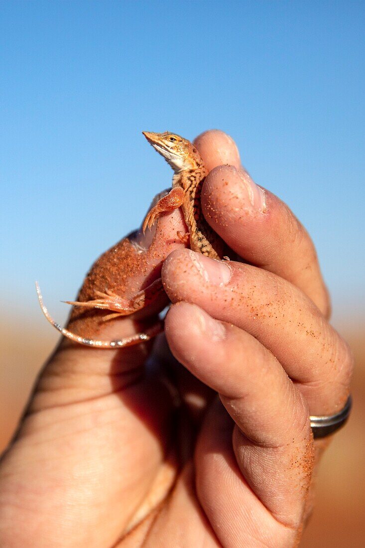 Shovel-snouted lizard (Meroles anchietae) - Elim Dune in Namib-Naukluft National Park,Namibia,Africa.