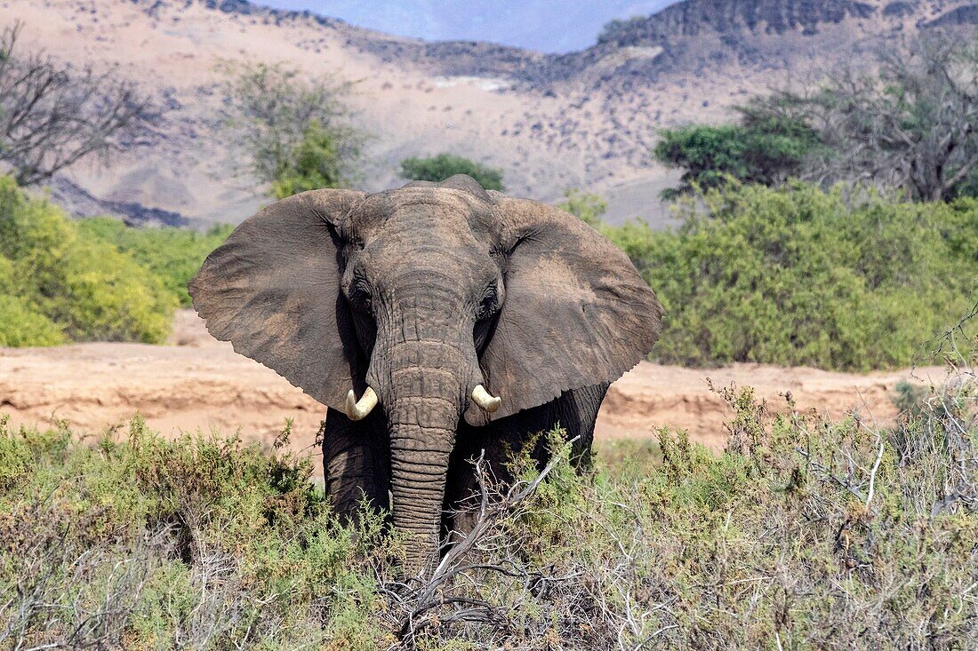 Afrikanischer Elefant (wüstenangepasst) - Huab River, in der Nähe von Twyfelfontein, Damaraland, Namibia, Afrika.
