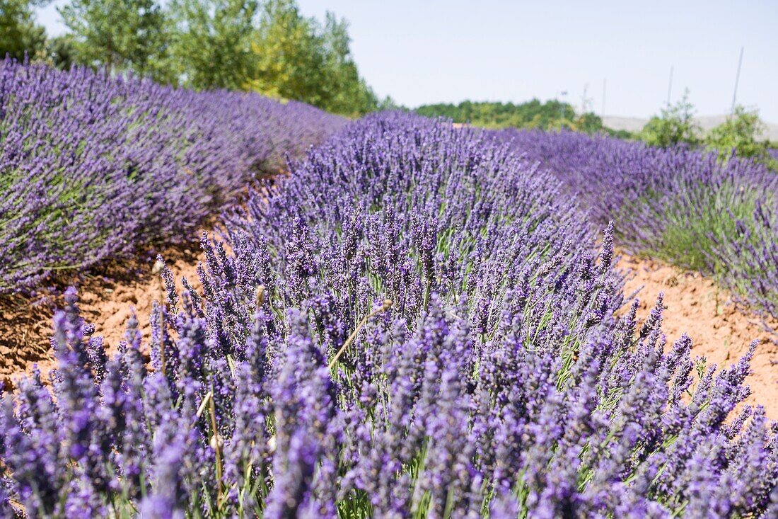 Lavender field in El Pobo Teruel Aragon Spain.