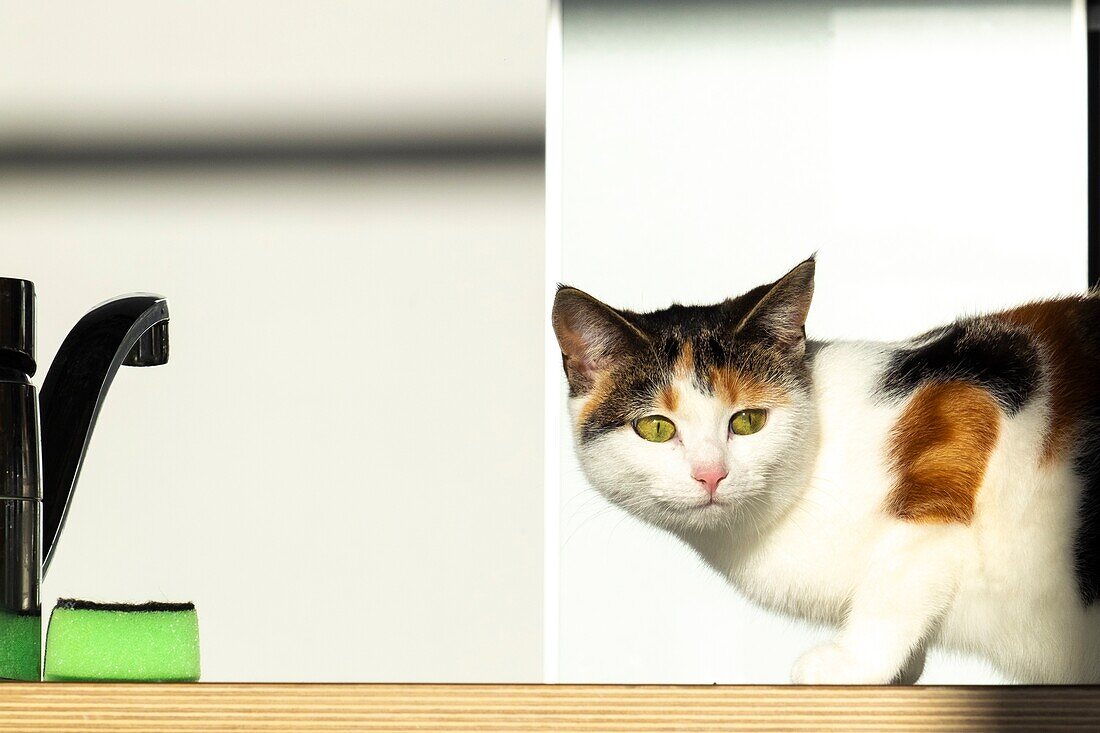 Curious kitten in a kitchen.