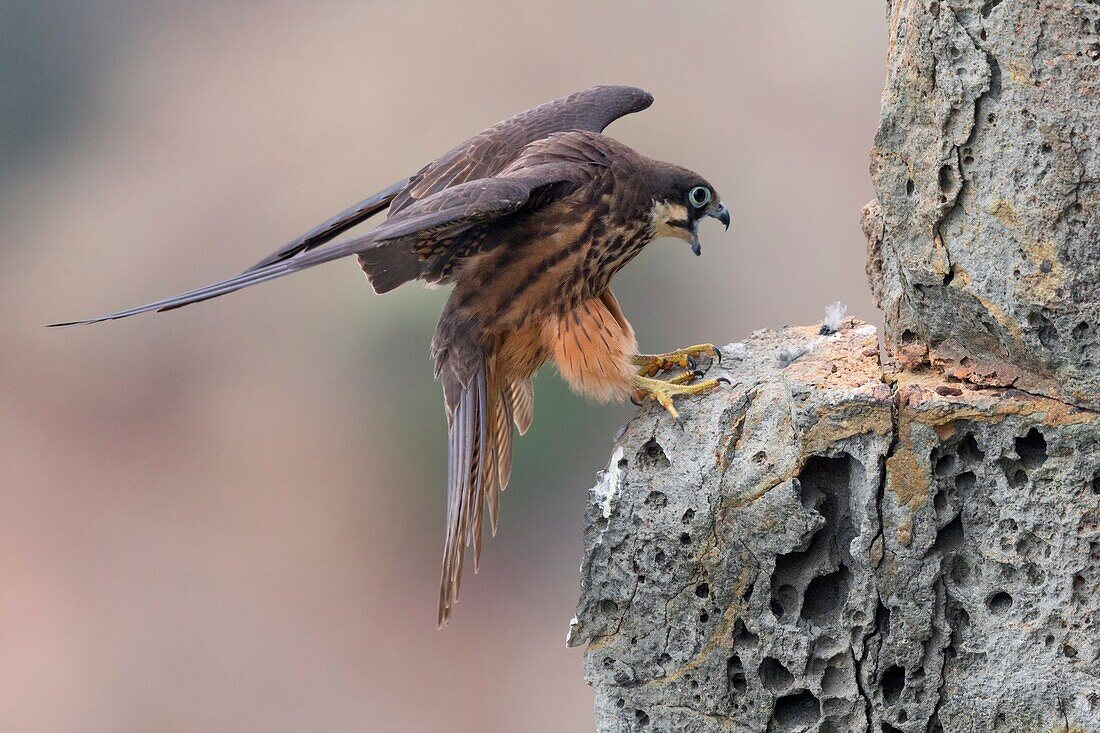 Eleonora's Falcon (Falco eleonorae), leichter Morph-Erwachsener, der auf einem Felsen landet.