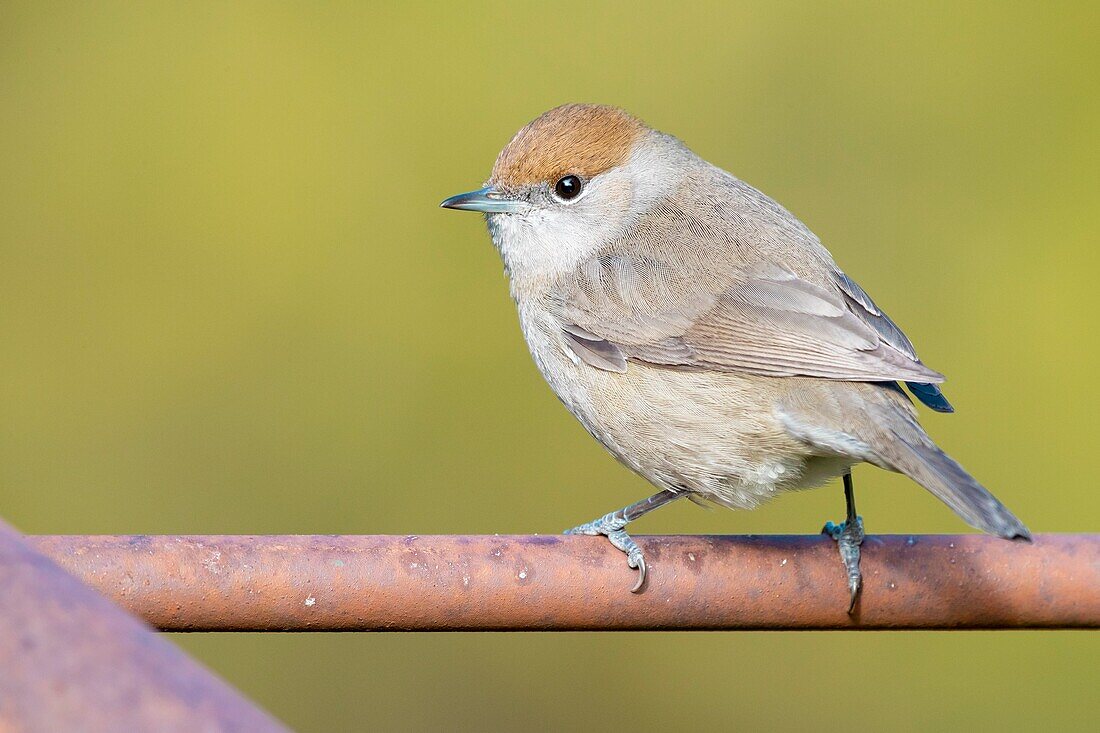 Eurasian Blackcap (Sylvia atricapilla),adult female perched on a rusty piece of iron.