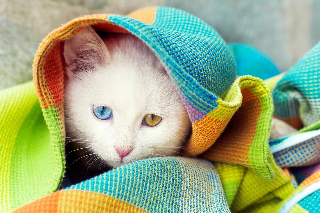Wunderschönes weißes Kätzchen mit ungeraden Augen, das sich unter der Decke versteckt.