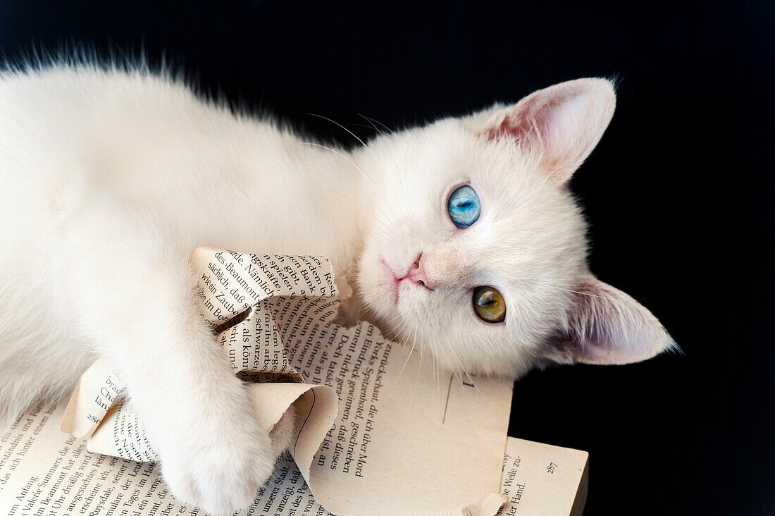 Ein schönes weißes ungerades gemustertes Kätzchen, das ein Buch gegen einen schwarzen Hintergrund zerreißt.