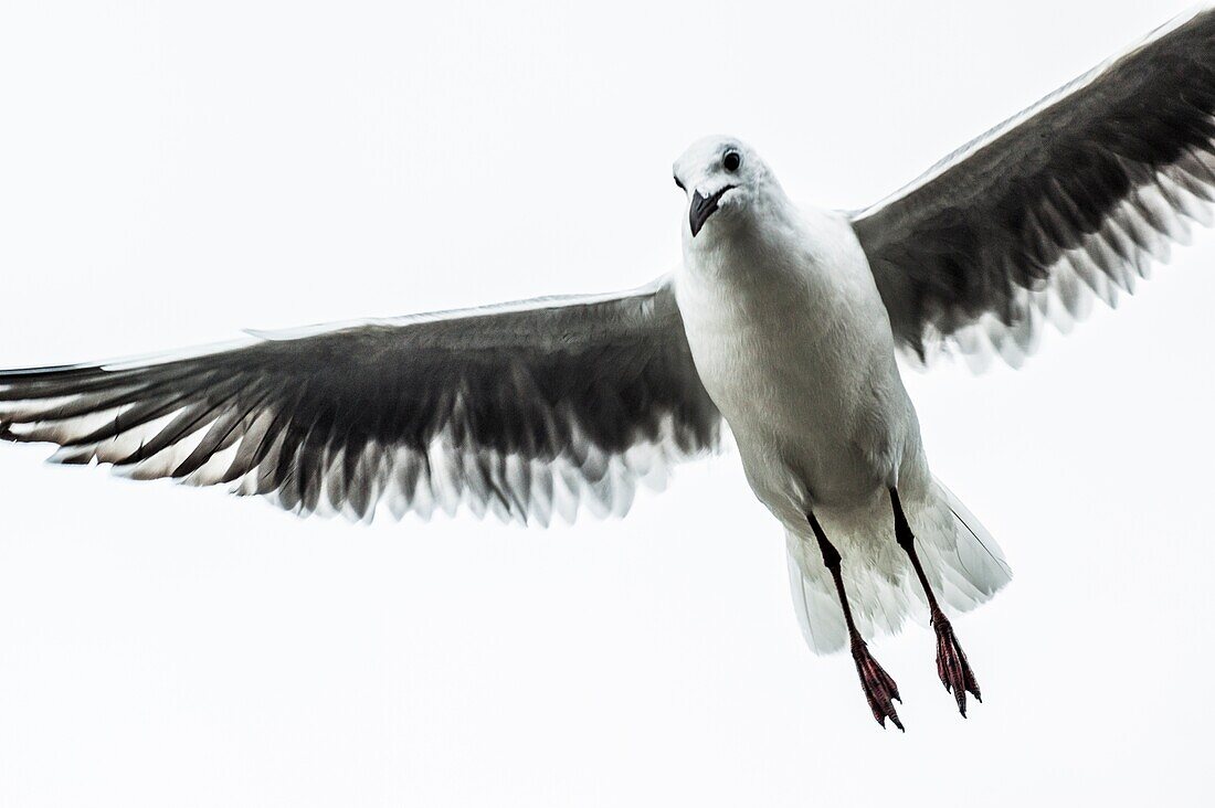 Cape gull (Larus dominicanus vetula) in flight,South Africa. High-key lighting.
